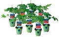 Tomatplanter mix i 11 cm potte